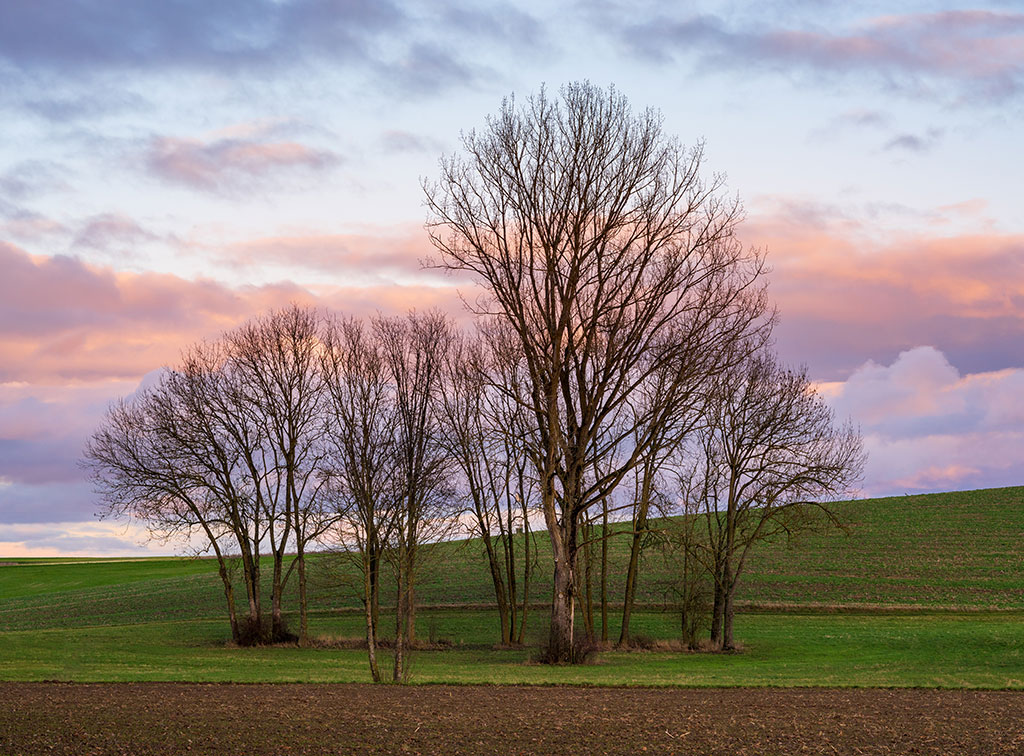 Trees at sunset – Massenbach, Schwaigern