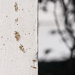 Pflanzenspuren
